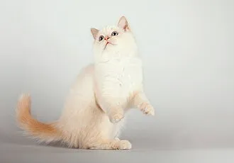 バーマン