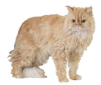 セルカークレックス