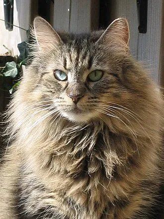 ノルウェージャンフォレストキャット