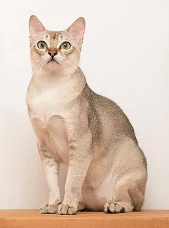 シンガプーラ