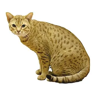 オシキャット