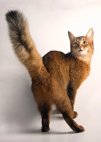 ソマリ