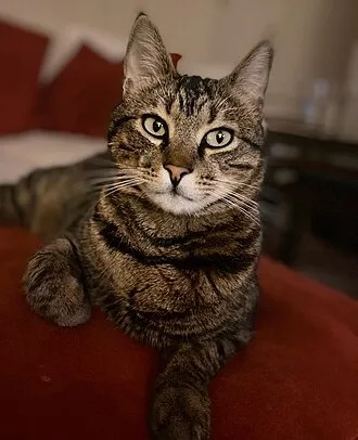 エーゲ・キャット