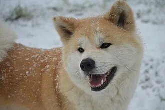 秋田犬