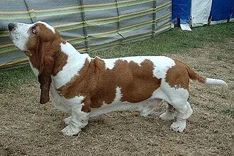 バセットハウンド