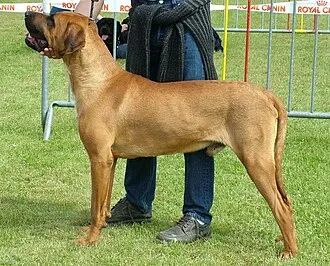 土佐闘犬