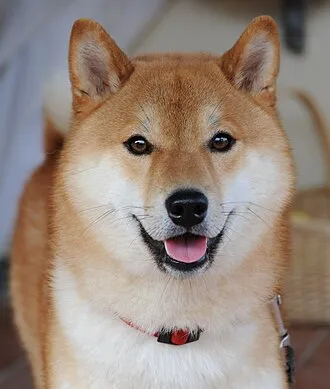 柴犬